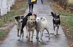 🐕🦺 Собаки без владельца на улице: как избежать конфликта? 🚷